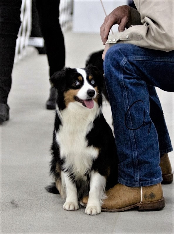 Clay Creek Aussies proudly presents Buttons a gorgeous black tri female with blue eyes. clay_creek_aussies_buttons_sitting