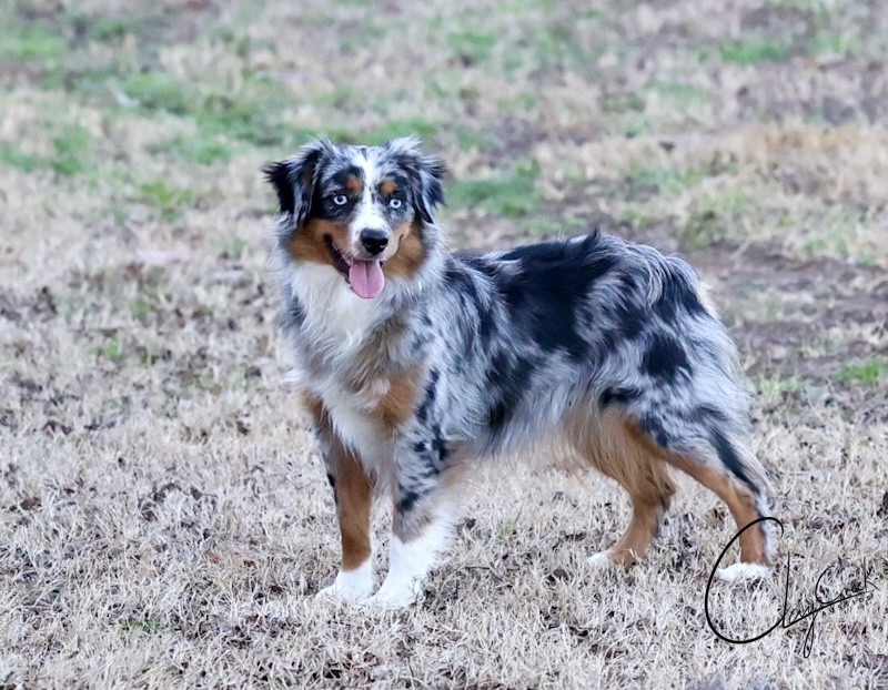 clay_creek_aussies_cast_a_spell