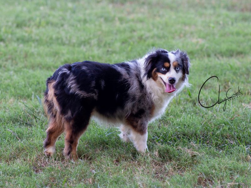 Aspen is a blue merle daughter of Reese. clay creek aussies Aspen