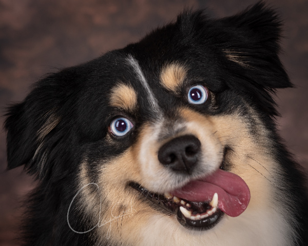 Clay Creek Aussies' Nash is a minimal white double blue eyed black tri with a nice broad head, wide muzzle and great bone structure. Clay Creek Aussies' Nash is a minimal white double blue eyed black tri with a nice broad head, wide muzzle and great bone structure.
