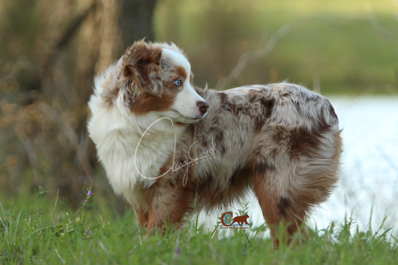 Clay Creek Aussies proudly presents Rosin a red merle female. clay creek aussies rosin