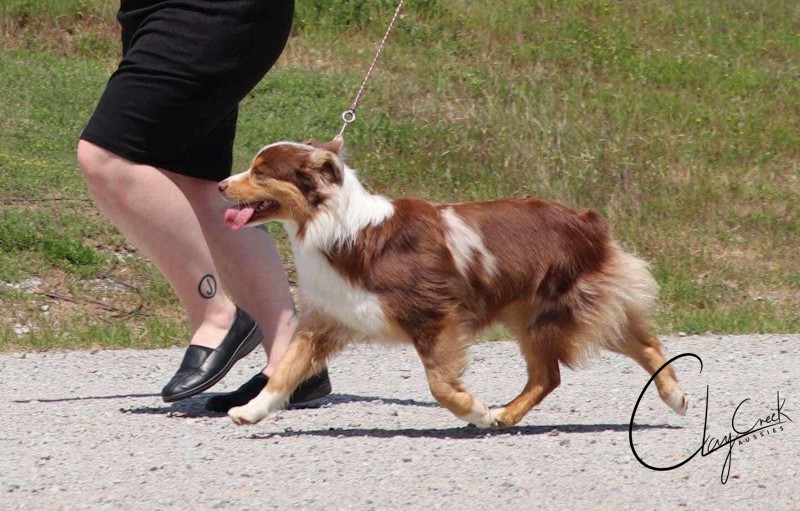 Clay Creek Aussies is very proud to introduce Sugar a red merle AKC Australian Shepherd. clay_creek_aussies_sugar_moving