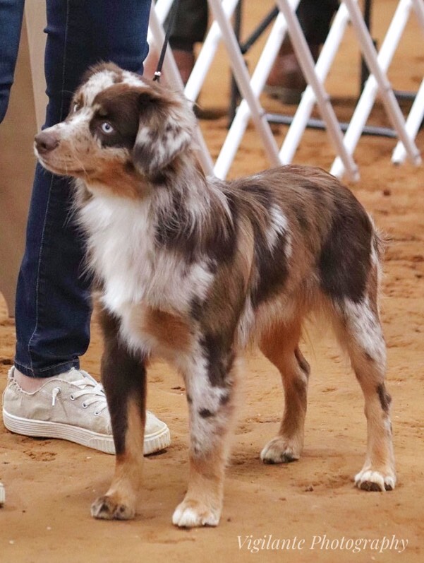 Clay Creek Aussies proudly presents Autry our red merle male with stunning blue eyes. clay_creek_aussies_autry_3