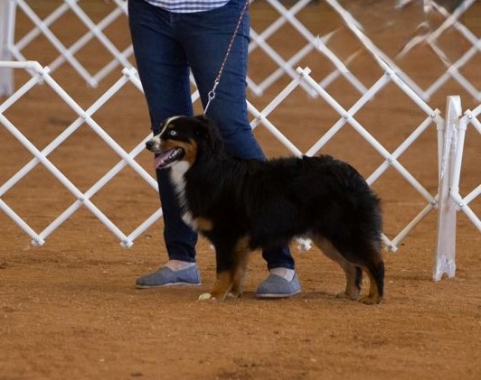 Clay Creek Aussies proudly presents Ice Ice Baby a black tri male with blue eyes. clay_creek_aussies_ice