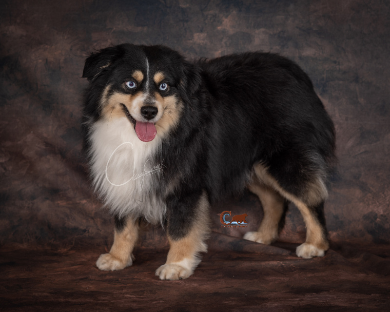 Clay Creek Aussies' Nash is a minimal white double blue eyed black tri with a nice broad head, wide muzzle and great bone structure. Clay Creek Aussies' Nash is a minimal white double blue eyed black tri with a nice broad head, wide muzzle and great bone structure.