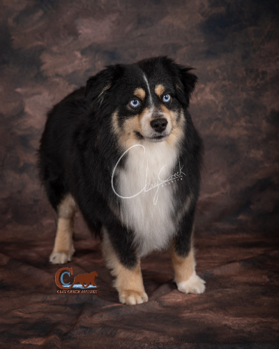 Clay Creek Aussies' Nash is a minimal white double blue eyed black tri with a nice broad head, wide muzzle and great bone structure. Clay Creek Aussies' Nash is a minimal white double blue eyed black tri with a nice broad head, wide muzzle and great bone structure.