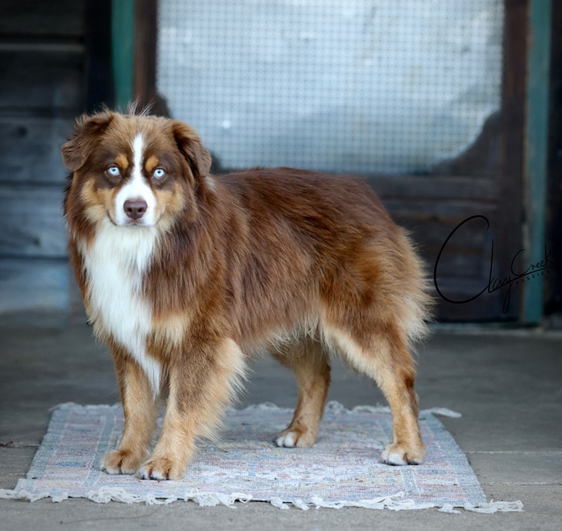 Clay Creek Aussies proudly presnets Chrome, a red tri male with blue eyes, cca_champ_side