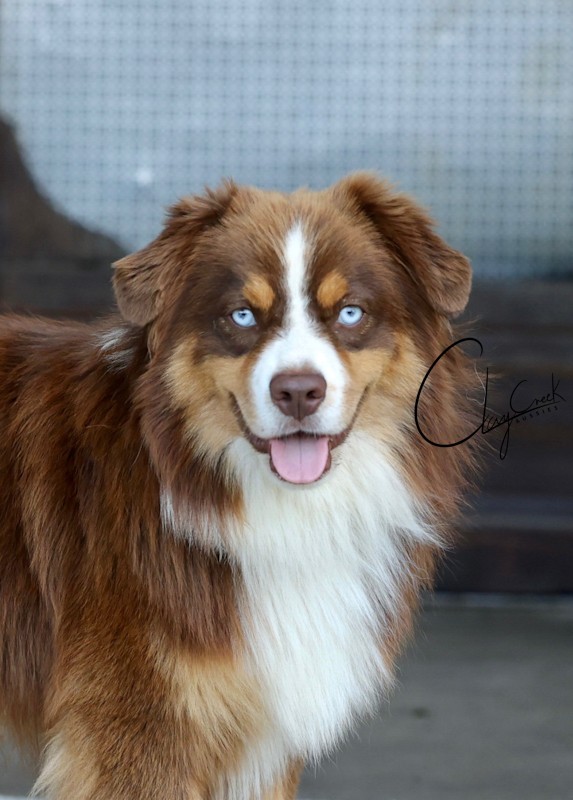 Clay Creek Aussies proudly presents Champ, a red tri male with blue eyes. cca_champ_face