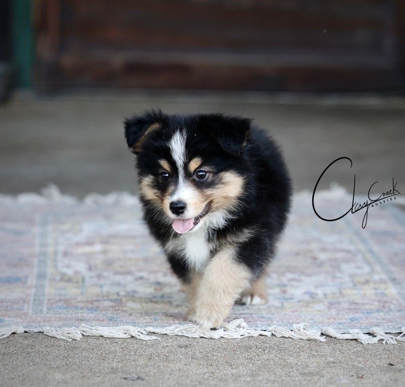 Clay Creek Aussies is proud to present Bean, a black tri male with brown eyes. clay_creek_aussies_Bean