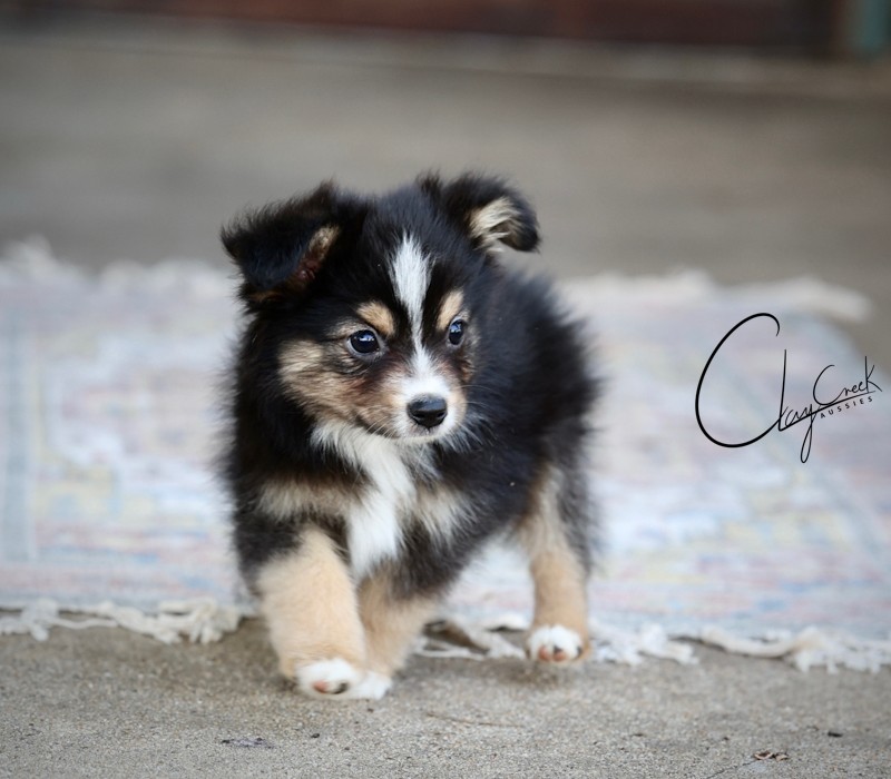 Clay Creek Aussies proudly presents Joe, a tiny black tri male with brown eyes. clay_creek_aussies_joe