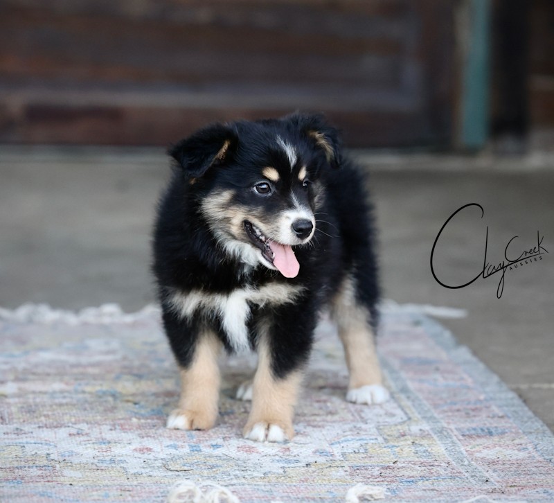 Clay Creek Aussies proudly presents Kona, a black tri male with brown eyes. clay_creek_aussies_kona