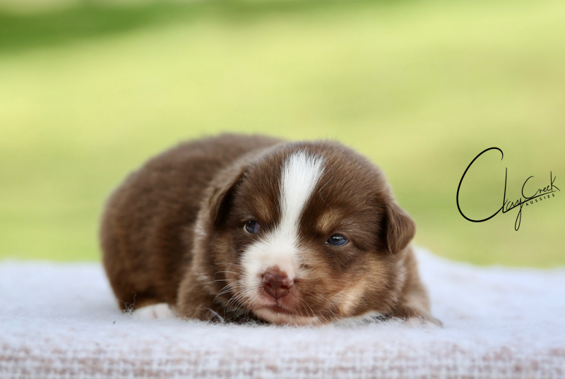 clay_creek_strawberry_swirl_cheesecake