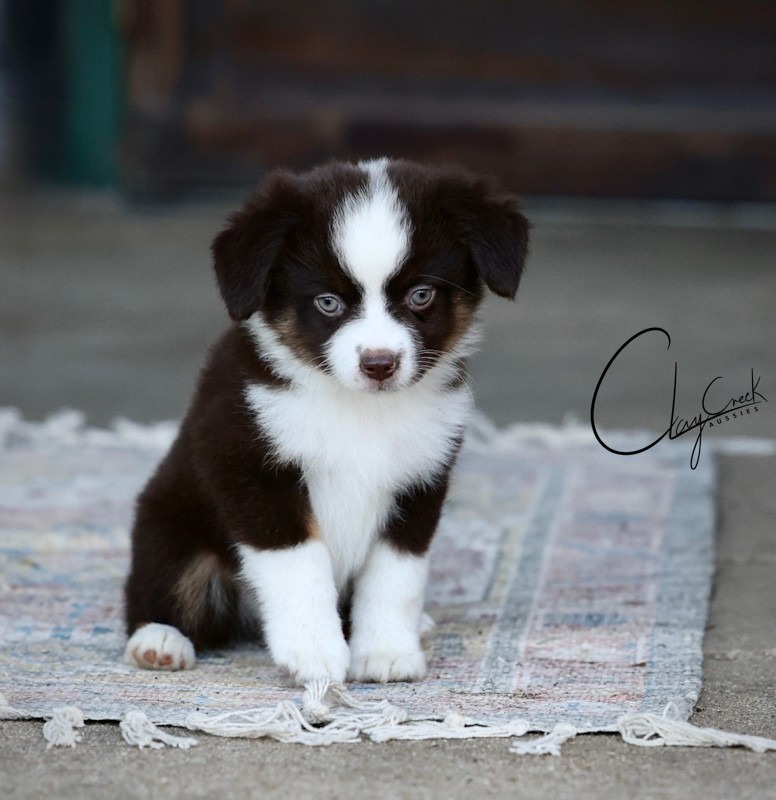Clay Creek Aussies proudly presents Swing, a red tri male with blue eyes. clay_creel_swing