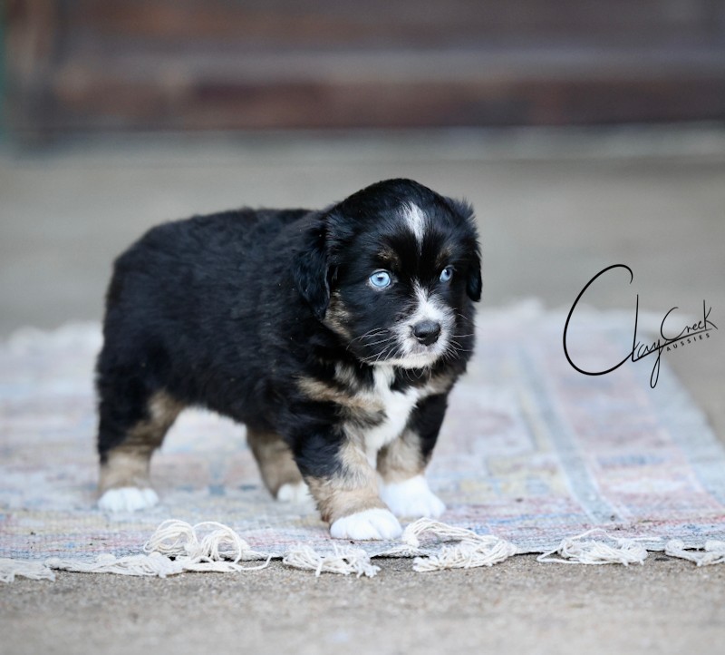 Clay Creek Aussies proudly presents Martin a black tri male with blue eyes. cca_crickets_btm_martin