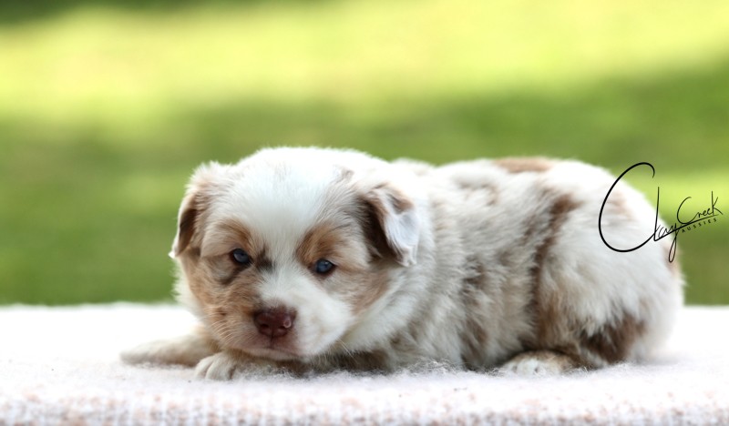 Clay Creek Aussies proudly presents Spider a red merle male with blue eyes. cca_nighti_rmm_spider